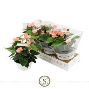 Anthurium (Andreanum Grp) Spirit Table Anthurium Spirit
(6 Plants/Order)(17cmP 30cmH)