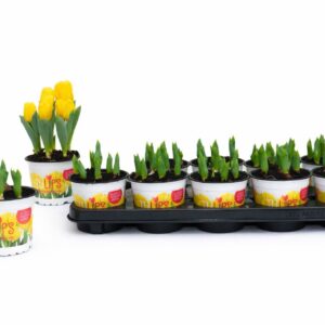 Tulipa Yellow Baby Tulp Yellow Baby 12 cm
(10 Plants/Order)(12cmP 16cmH)
