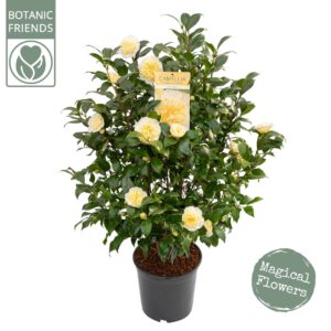 Camellia williamsii Jurys Yellow Camellia wil. 'Jury's Yellow'
(1 Plants/Order)(29cmP 105cmH)