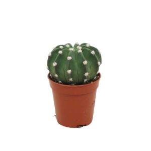 Echinopsis oxygona Echinopsis multiplex 5,5 cm
(20 Plants/Order)(5.5cmP 8cmH)