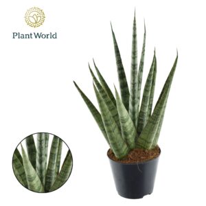 Sansevieria Cylindrica Sansevieria Sem
(21 Plants/Order)(8.5cmP 33cmH)