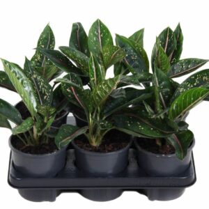 Aglaonema other Green Star
(6 Plants/Order)(13cmP 30cmH)
