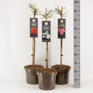 Rosa pink Basics Fairy mix, stam 70, C7.5
(1 Plants/Order)(26cmP 100cmH)