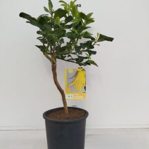 Citrus limon Citrus medica 'Buddha's Hand' - Mano di Buddha
(1 Plants/Order)(21cmP 60cmH)