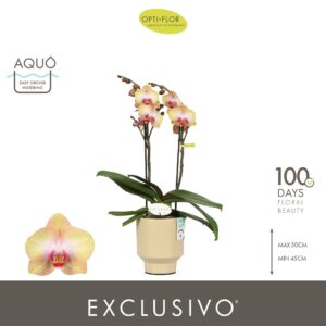 Phalaenopsis Multiflora Exclusivo Glamour 2 spike in Emilia Sand Aquo
(6 Plants/Order)(12cmP 45cmH)