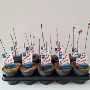 Salix gracilistyla Mt. Aso Salix Mount Aso bush p12
(10 Plants/Order)(12cmP 30cmH)