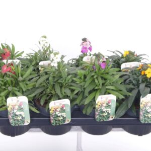 Erysimum linifolium Erysimum linifolium mix
(8 Plants/Order)(13cmP 25cmH)
