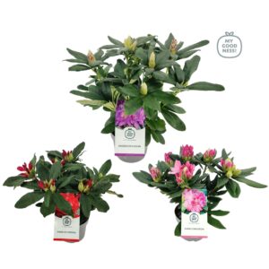 Rhododendron Rhododendron 30-35 /2 liter 'Mix' kleurtonend
(6 Plants/Order)(17cmP 40cmH)