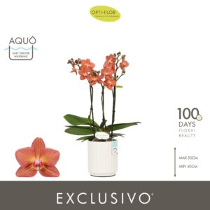 Phalaenopsis Multiflora Exclusivo Eos 3 spike in Molise White Aquo
(6 Plants/Order)(12cmP 45cmH)