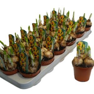 Narcissus Jetfire Jetfire 9cm
(18 Plants/Order)(9cmP 12cmH)