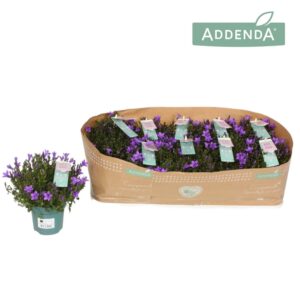 Campanula por Ambella Intense Purpl Campanula Amb. Intense Purple
(15 Plants/Order)(10.5cmP 22cmH)