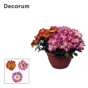 Chrysanthemum Indicum Chrysanne® Bicolor schaal Carnaval L
(12 Plants/Order)(25cmP 25cmH)