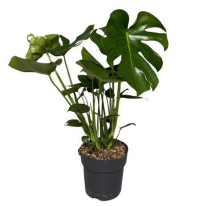 Monstera deliciosa Monstera Delisoca
(1 Plants/Order)(21cmP 75cmH)