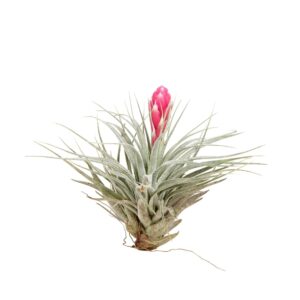 Tillandsia Tilllandsia Cotton Candy - airplant
(6 Plants/Order)(5cmP 10cmH)