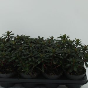 Euphorbia amygdaloides Purpurea Euphorbia
(8 Plants/Order)(13cmP 30cmH)