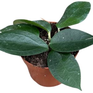 Hoya Hoya sp Timor
(9 Plants/Order)(10.5cmP 15cmH)