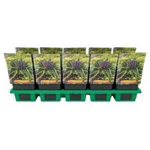 Liriope Royal Purple Liriope muscari 'Royal Purple' P11
(10 Plants/Order)(11cmP 25cmH)