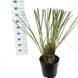 Cortaderia selloana Cortaderia selloana 'Evita'
(1 Plants/Order)(23cmP 80cmH)