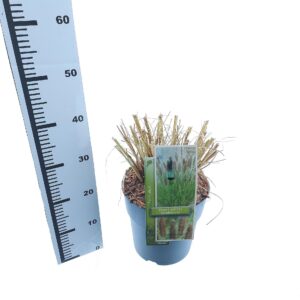 Pennisetum alopecuroides Pennisetum alopecuroides 'Viridescens'
(1 Plants/Order)(23cmP 30cmH)