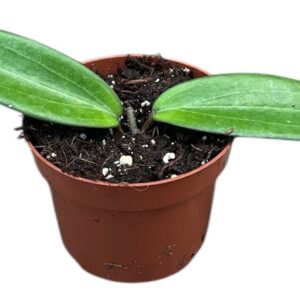 Hoya hoya cinnamomifolia
(9 Plants/Order)(10.5cmP 15cmH)