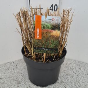 Miscanthus Red Chief Miscanthus Sin. Red Chief P26
(1 Plants/Order)(26cmP 40cmH)