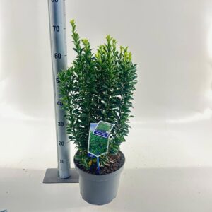 Euonymus japonicus Microphyllus Euonymus jap. 'Microphyllus'
(1 Plants/Order)(23cmP 40cmH)