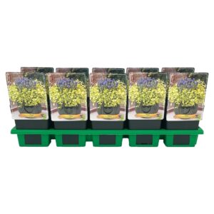 Ajuga Ajuga reptans Feathered Friends™ Cordial Canary P11
(10 Plants/Order)(11cmP 25cmH)