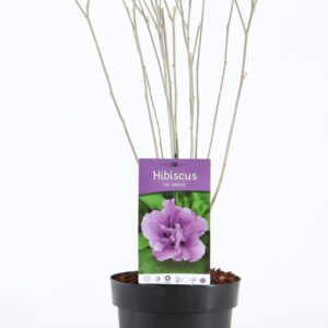 Hibiscus syriacus Ardens Hibiscus syr. 'Ardens' P19/C3
(3 Plants/Order)(19cmP 55cmH)