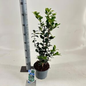 Ilex meserveae Blue Maid Ilex meserveae 'Blue Maid'
(3 Plants/Order)(19cmP 60cmH)