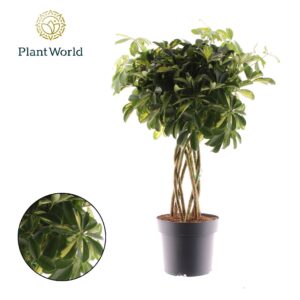Schefflera Gold Capella Schefflera Gold Capella koker
(1 Plants/Order)(24cmP 85cmH)