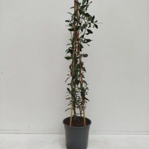 Trachelospermum jasminoides Trachelospermum Star of Milano
(1 Plants/Order)(19cmP 90cmH)