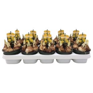 Narcissus Jetfire Narcis Jetfire 12 cm.
(10 Plants/Order)(12cmP 15cmH)