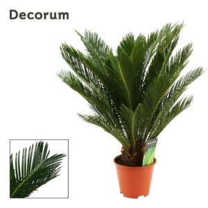 Cycas revoluta Cycas Revoluta 14 cm Decorum, 10+ Feathers
(7 Plants/Order)(14cmP 60cmH)