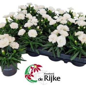 Carnation Snow Mini Anjer white
(18 Plants/Order)(7cmP 15cmH)