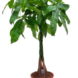 Pachira aquatica Pachira Aquatica 24 cm
(1 Plants/Order)(24cmP 105cmH)