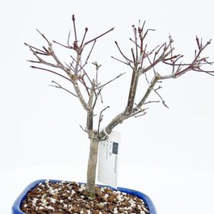 Acer palmatum Deshojo Acer palmatum Deshojo, 18 cm.
(3 Plants/Order)(19cmP 30cmH)