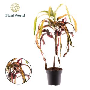 Codiaeum Dreadlocks Croton Dreadlock
(3 Plants/Order)(19cmP 65cmH)