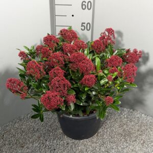 Skimmia Rubesta Skimmia japonica 'Rubesta'
(1 Plants/Order)(31cmP 50cmH)