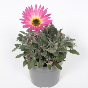 Arctotis Opera pink Arctotis Opera pink p12
(12 Plants/Order)(12cmP 25cmH)