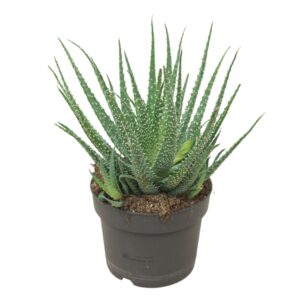 Aloe humilis Aloë humilis 17 cm
(3 Plants/Order)(17cmP 25cmH)
