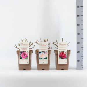 Rosa Rosa Parfuma Duftrosen (TH/F) mix, C5
(1 Plants/Order)(23cmP 40cmH)