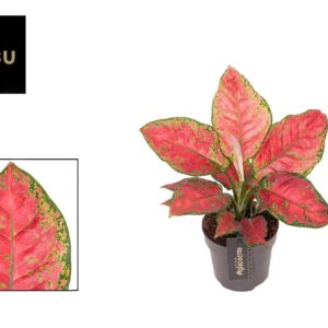 Aglaonema other Aglaonema Cayenne Red
(10 Plants/Order)(12cmP 30cmH)