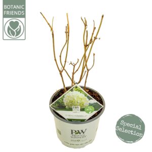 Hydrangea arborescens Incrediball Hydrangea arbo. 'Strong Annabelle'®
(1 Plants/Order)(19cmP 45cmH)
