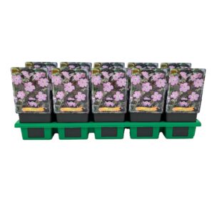 Geranium maculatum Geranium maculatum 'Espresso' P11
(10 Plants/Order)(11cmP 25cmH)