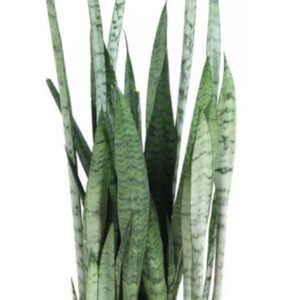 Sansevieria other Sansevieria Silver Princess 17cm
(1 Plants/Order)(17cmP 70cmH)