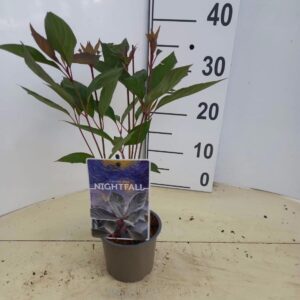 Cornus alba Cornus alba Nightfall ('Verpaalen2'PBR)
(10 Plants/Order)(12cmP 25cmH)