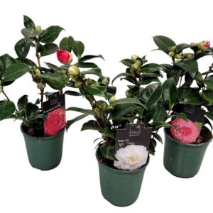 Camellia japonica
(10 Plants/Order)(12cmP 35cmH)