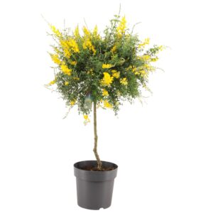 Cytisus x racemosus Genista (Cytisus) ball op stam p23 (NL)
(17 Plants/Order)(23cmP 95cmH)