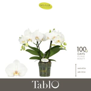 Phalaenopsis white more Ripsen Tablo Champagne 2 spike
(12 Plants/Order)(12cmP 40cmH)
