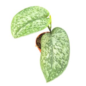 Scindapsus Scindapsus Silver Splash Glow
(2 Plants/Order)(9cmP 15cmH)